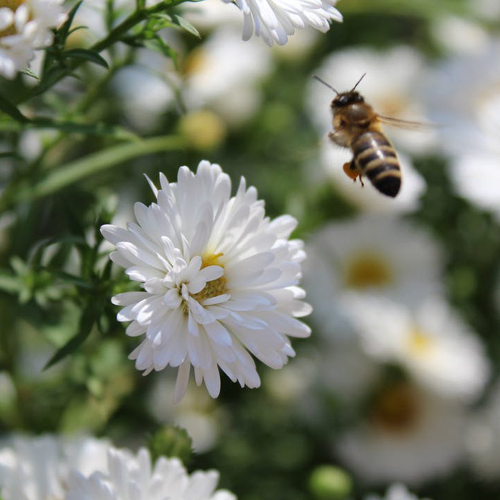 Easy Beesy Auto Beehives | Auto Flow Beehive Suppliers in South Africa