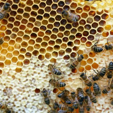 Starter Kit 4 With Bees